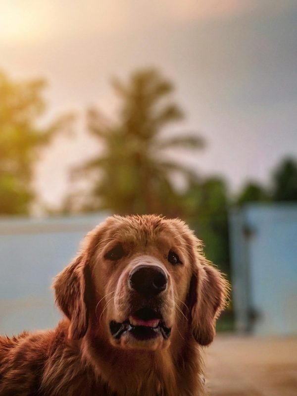 pexels-mithulvarshan-2318990 pexels-mithulvarshan-2318990